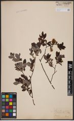 Foto von Salix aurita L. x Salix myrtilloides L.